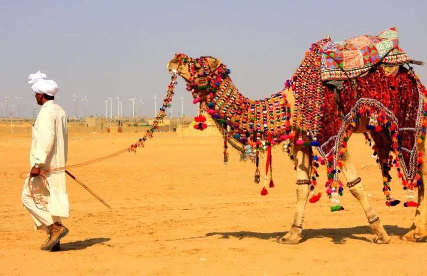 Camel Safari